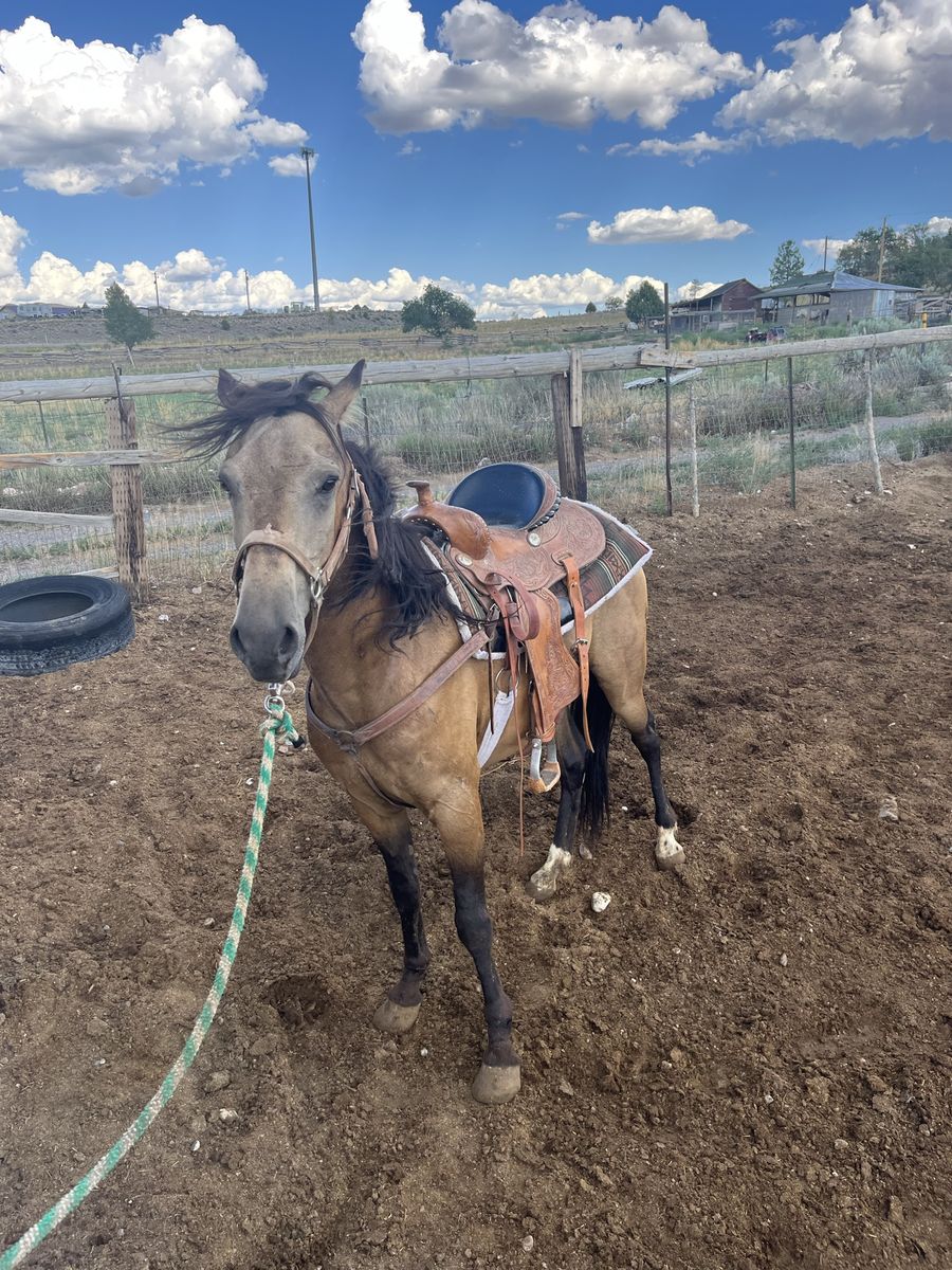 Buckskin 900