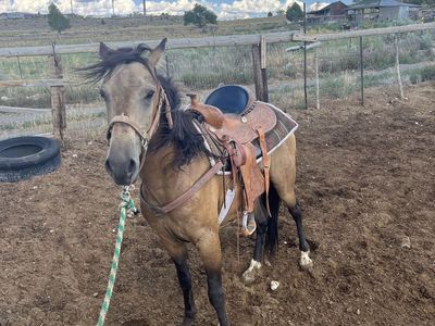 Buckskin 900