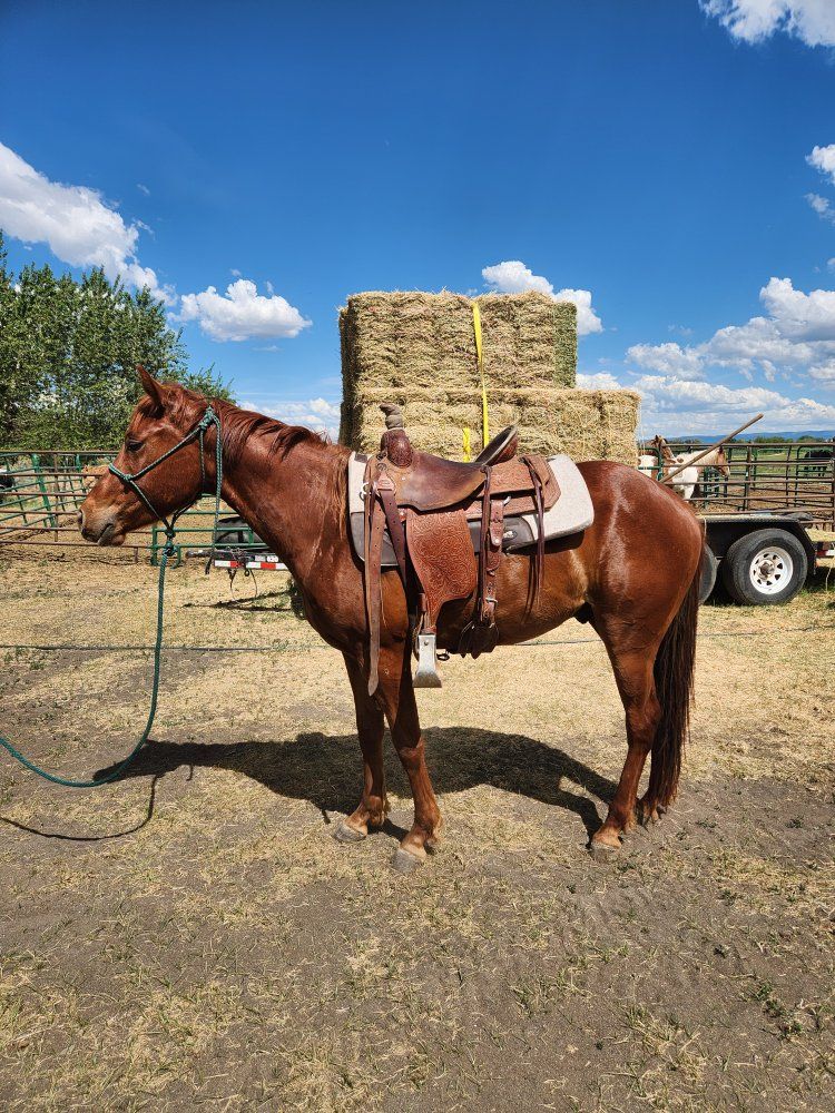 2 year old gelding