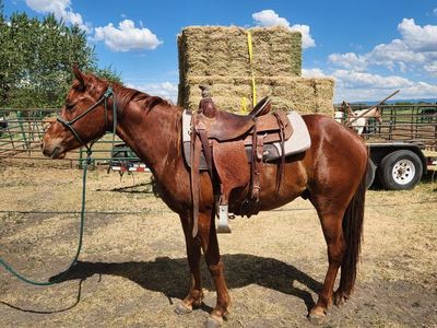 2 year old gelding