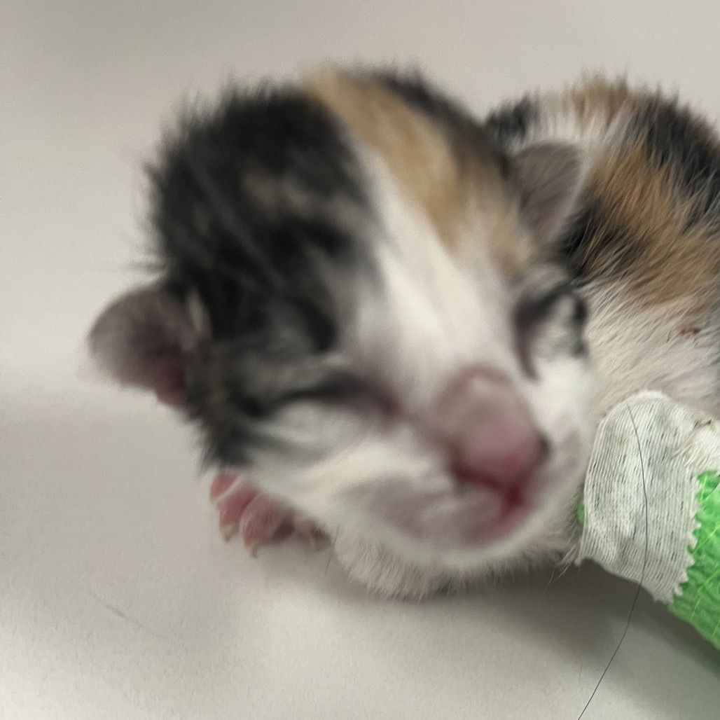 Hello my name is Henderson Kit 1