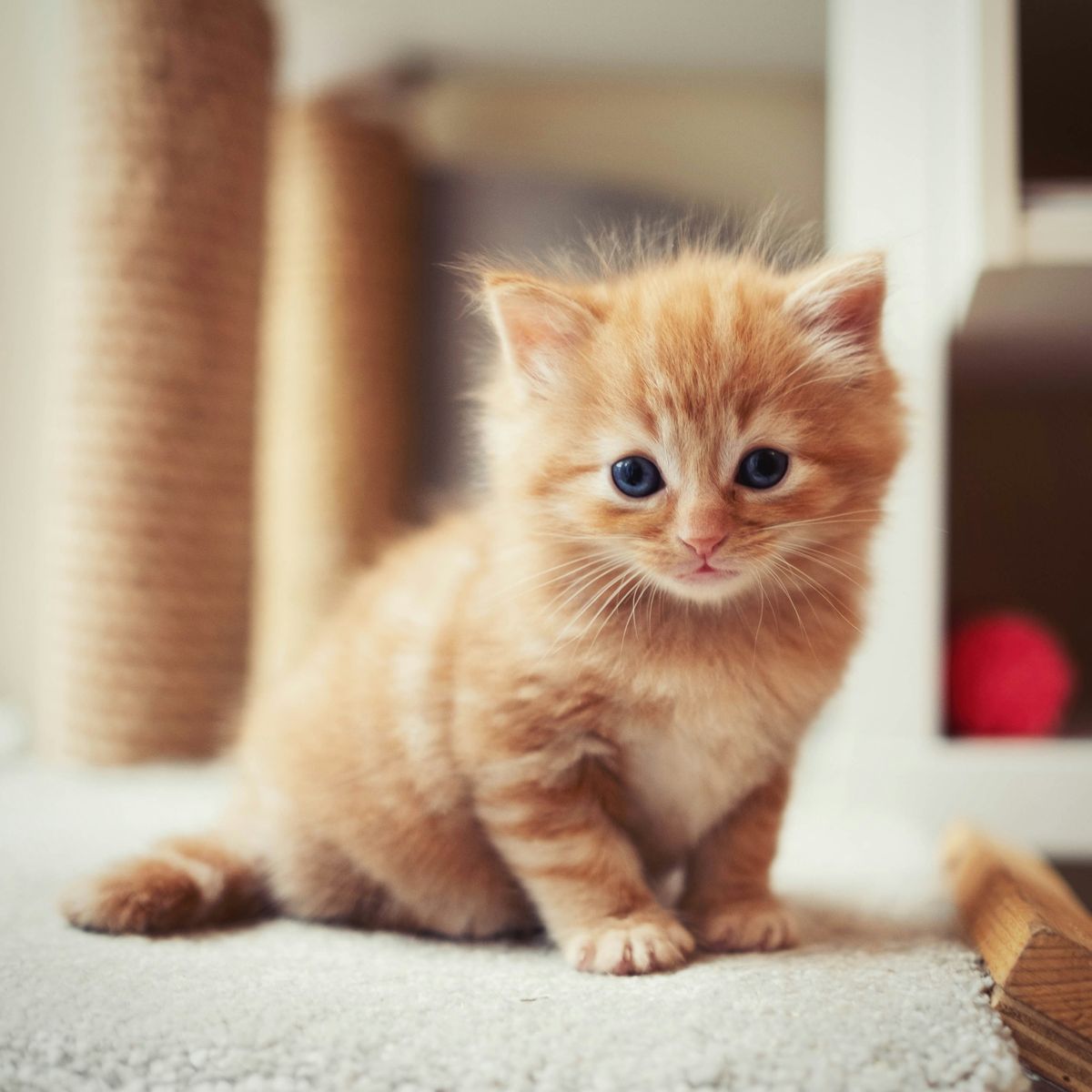Kittens