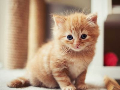 Kittens