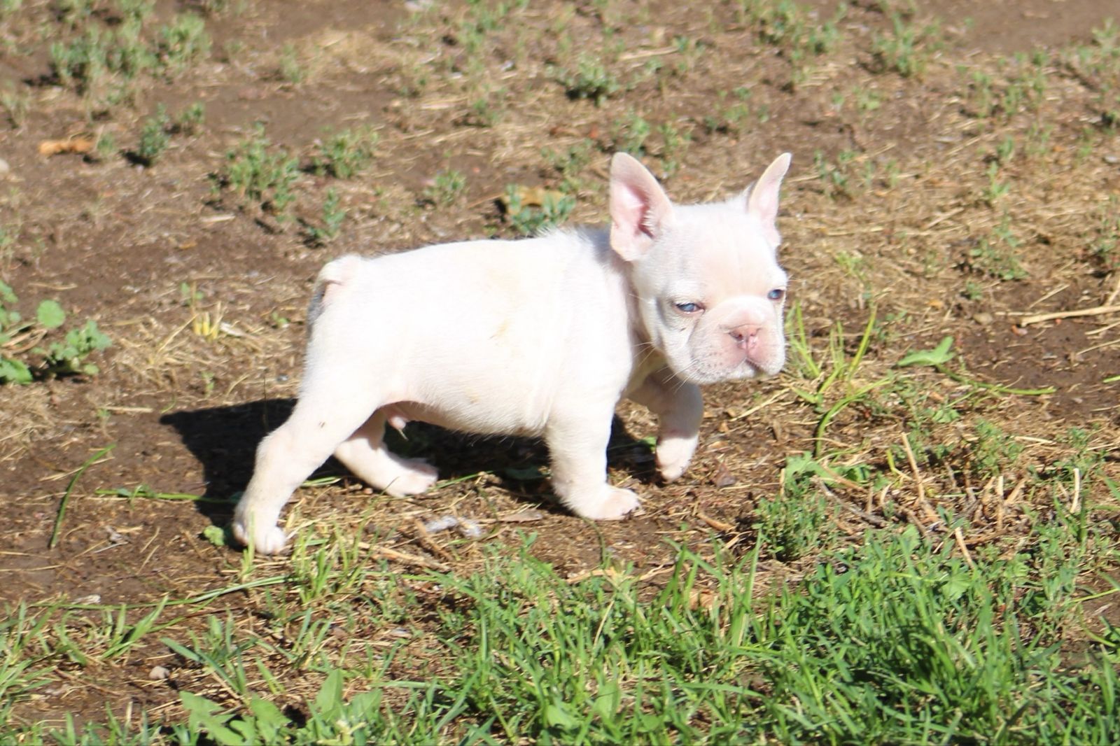AKC French Bulldog Puppies