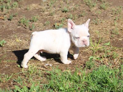AKC French Bulldog Puppies