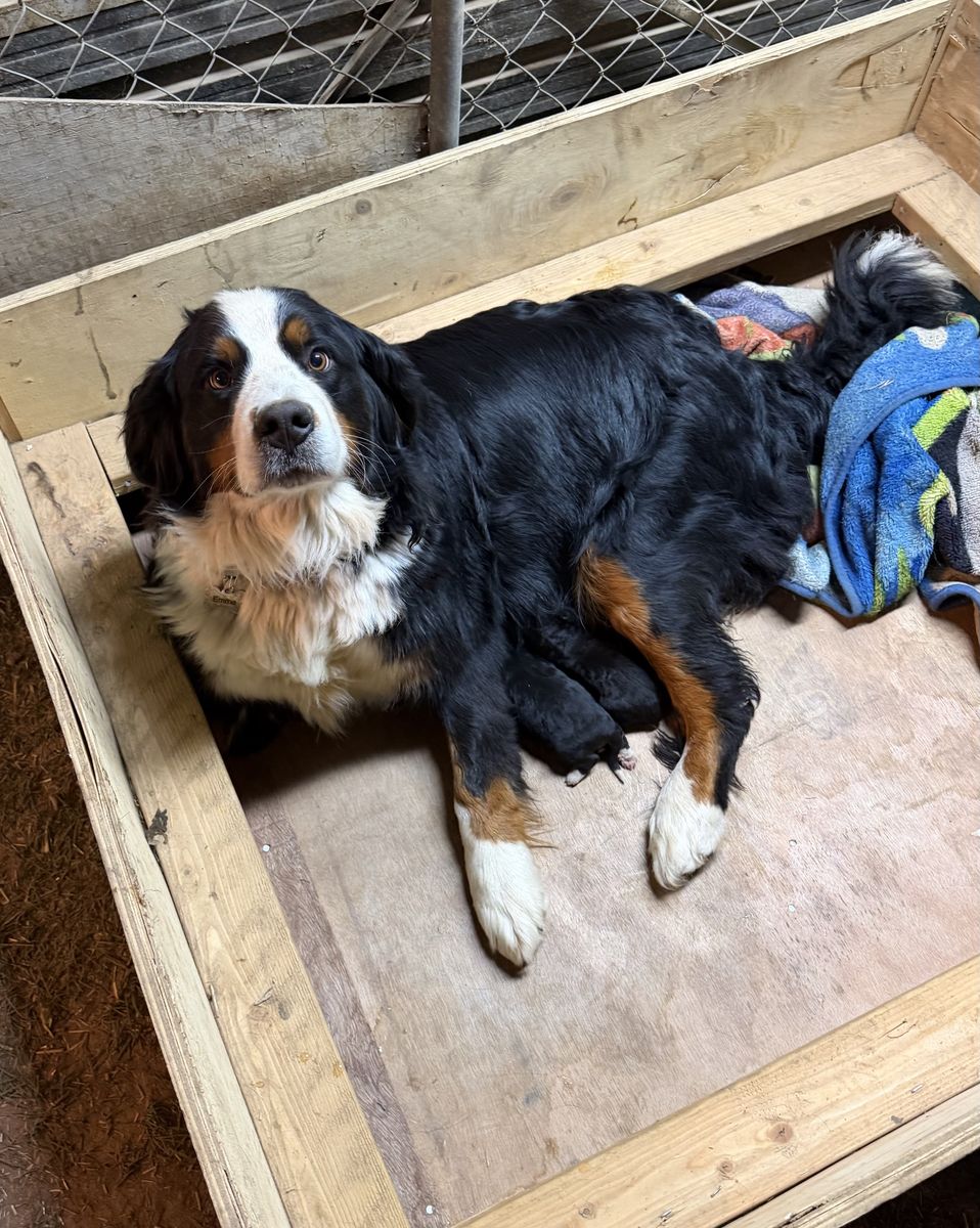 AKC Bernese Mountain Dog and puppies