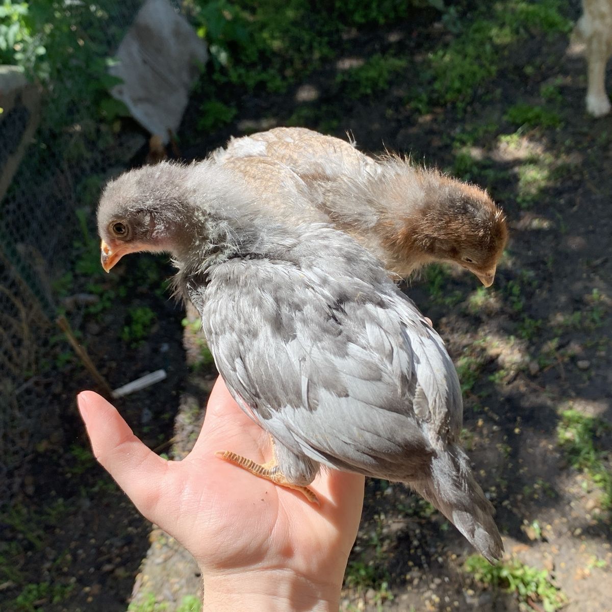 SALE 3wk Prairie Bluebell Chicks
