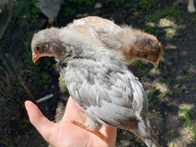 SALE 3wk Prairie Bluebell Chicks