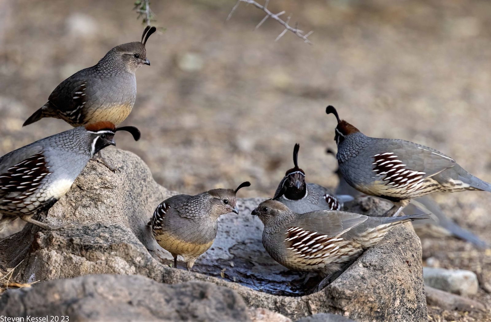 ISO Gambles quail breeding pair 
