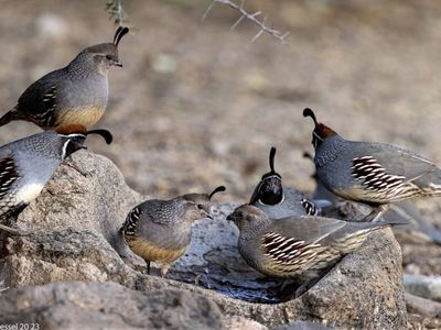 ISO Gambles quail breeding pair