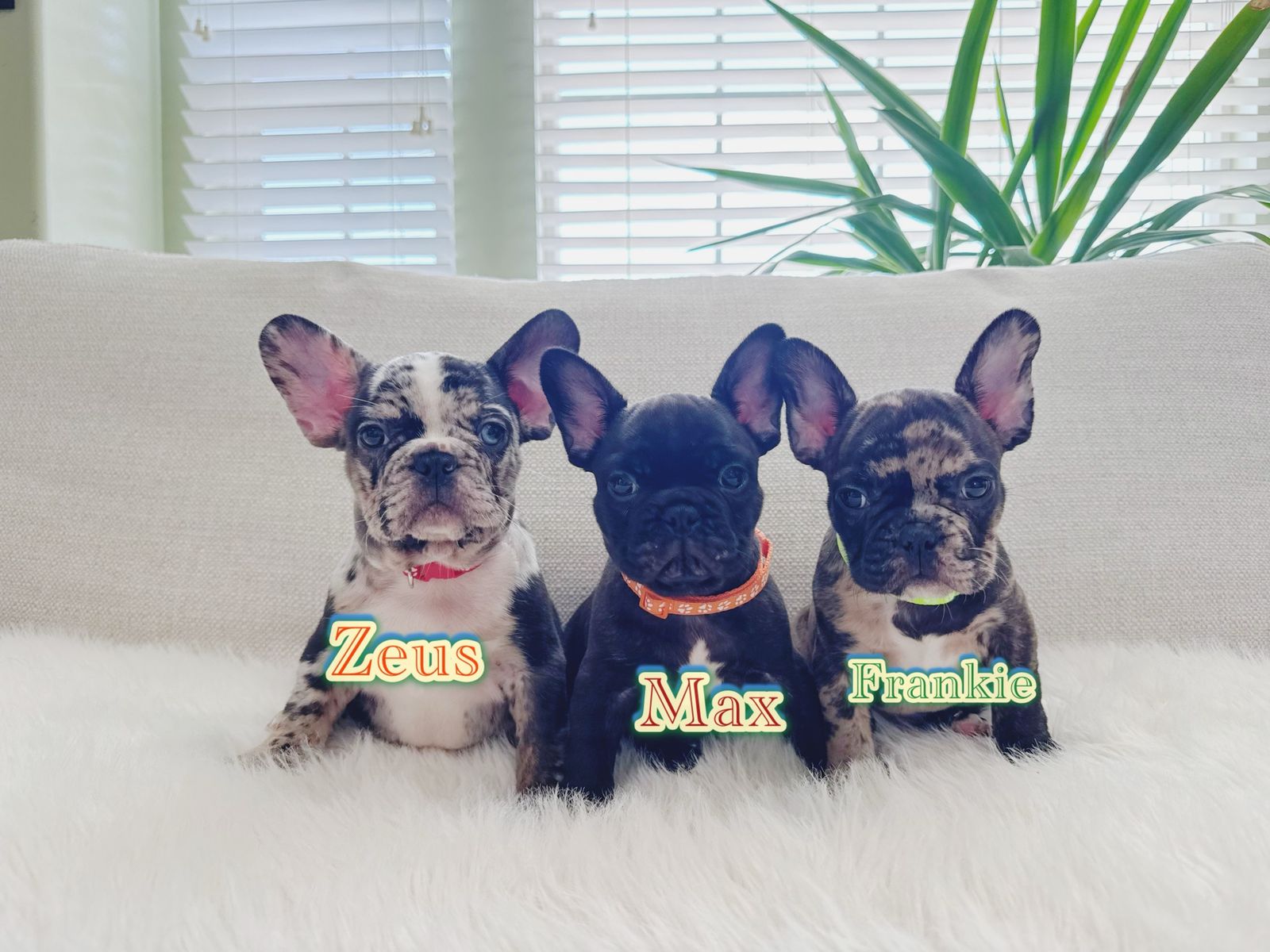 AKC French Bulldog Puppies