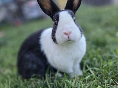 Dutch Bunny Rabbit