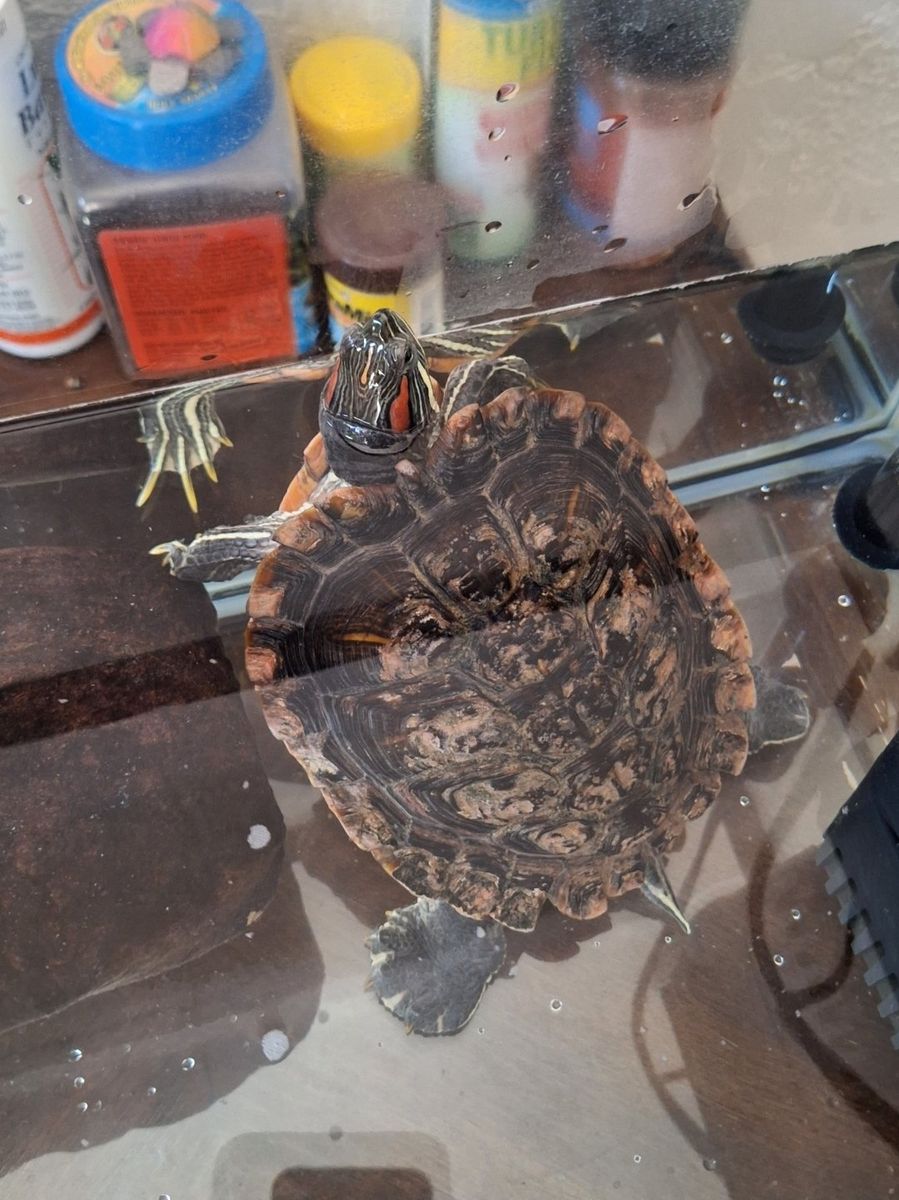 Red eared slider