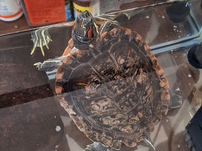 Red eared slider
