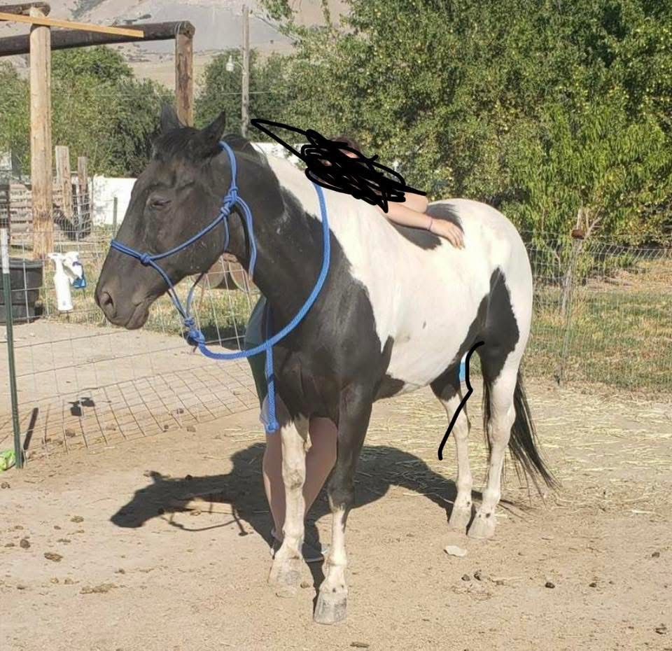 2 horses
