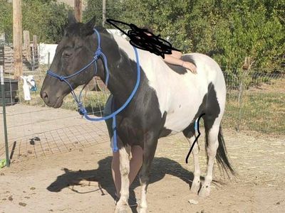 2 horses
