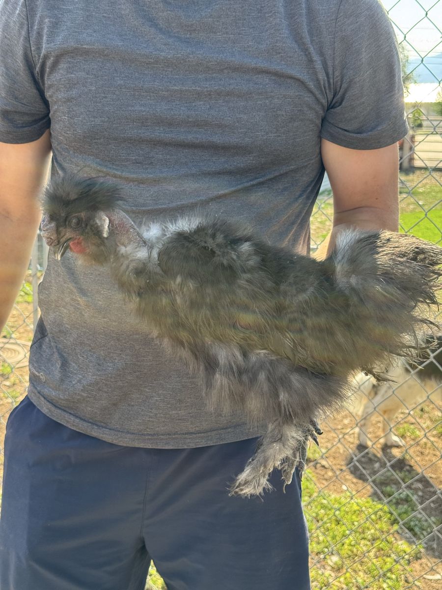 Black Showgirl Silkies
