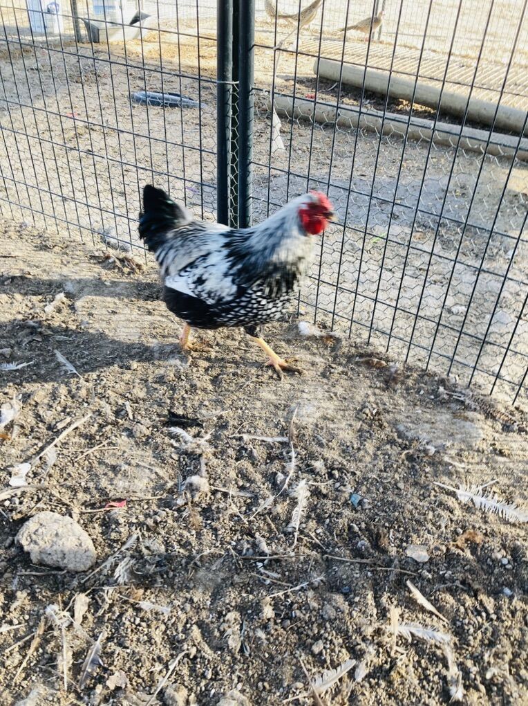 Young Healthy Rooster