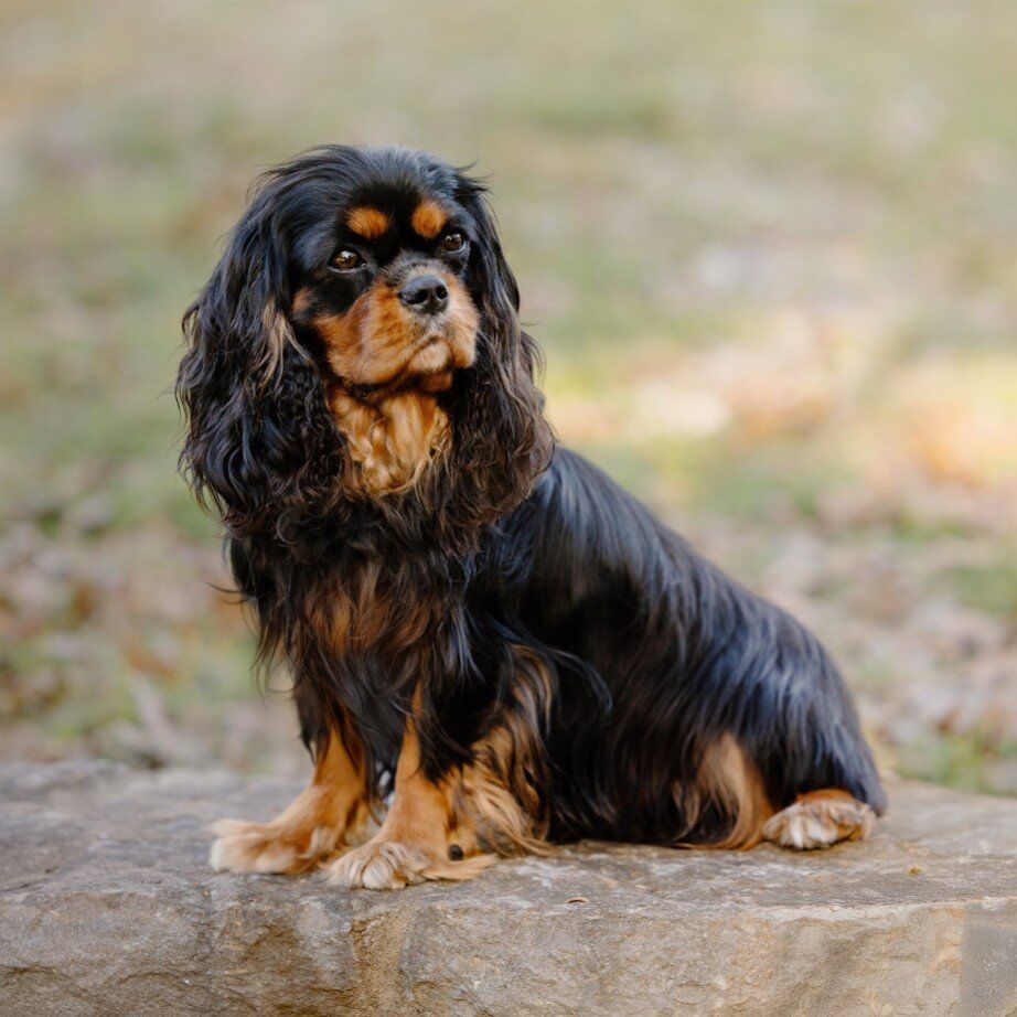 AKC Grand Champion stud. OFA CHIC, DNA clear.