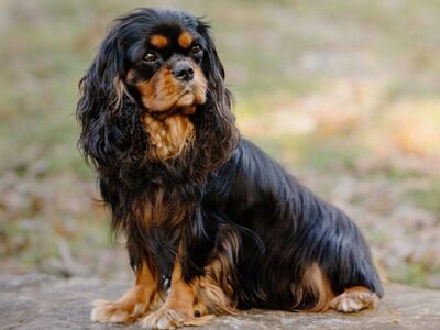 AKC Grand Champion stud. OFA CHIC, DNA clear.