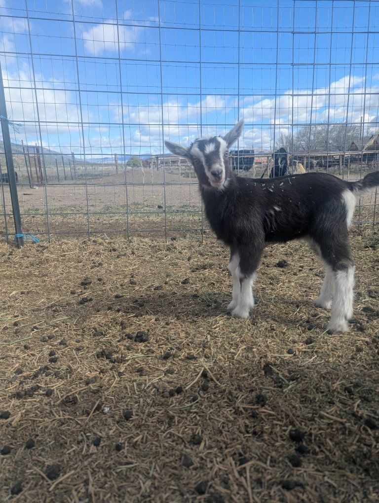 Sable/Alpine Buckling – Strong Bloodlines