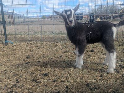 Sable/Alpine Buckling – Strong Bloodlines