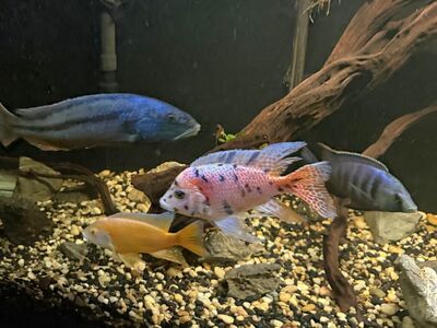 Plecos , and 3 cichlids