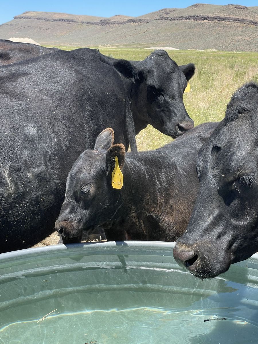 cow/ calf pairs, heifers, bull