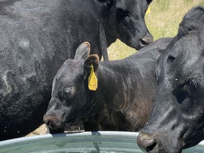 cow/ calf pairs, heifers, bull