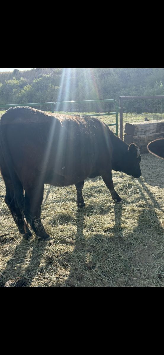 Coming 4 Year Old angus Simmental Cross Cow