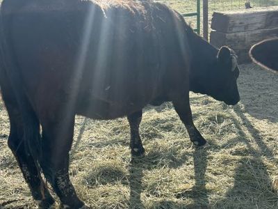 Coming 4 Year Old angus Simmental Cross Cow