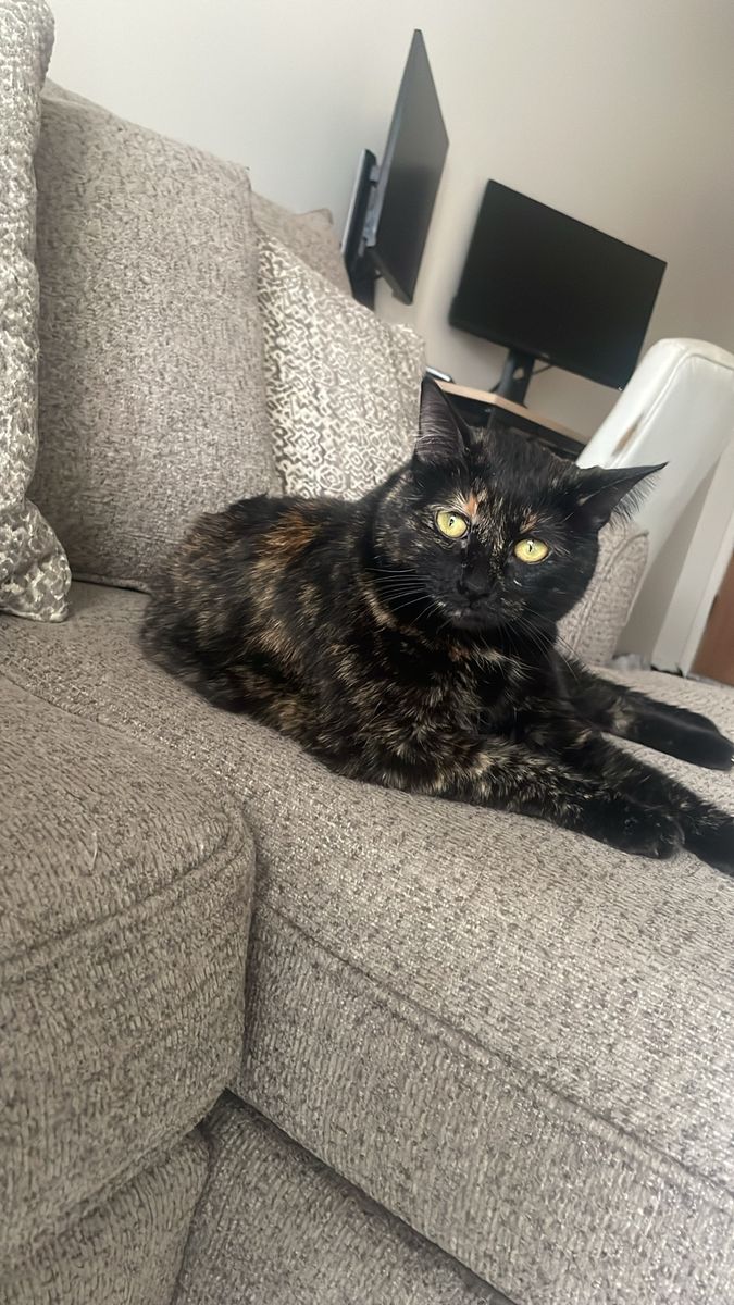 4 year old female tabby cat
