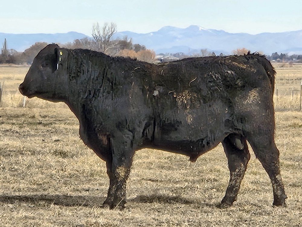 Ward Angus Ranch private treaty bulls