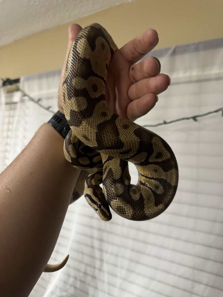 Ball Python