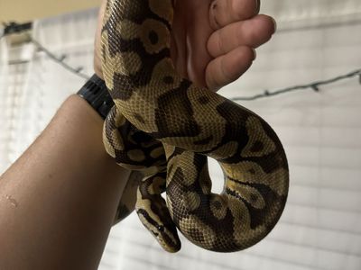 Ball Python