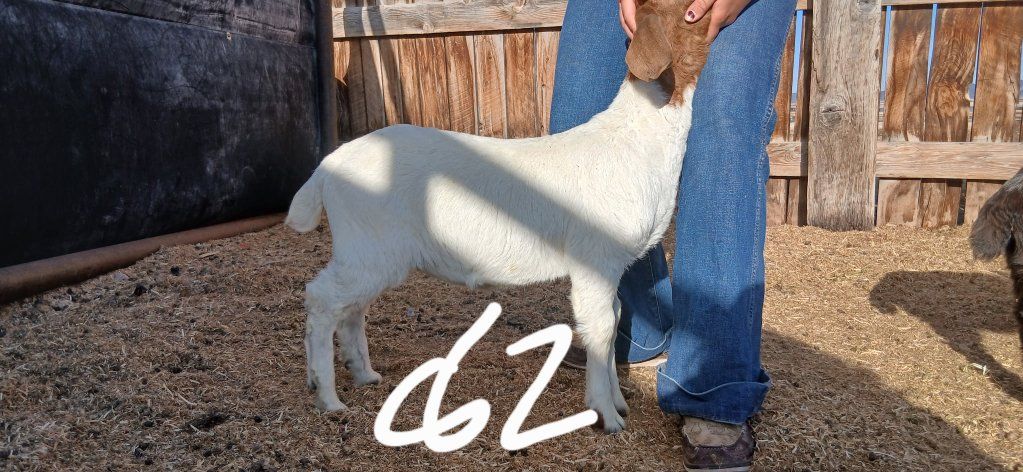 Boer Doelings and Buckling