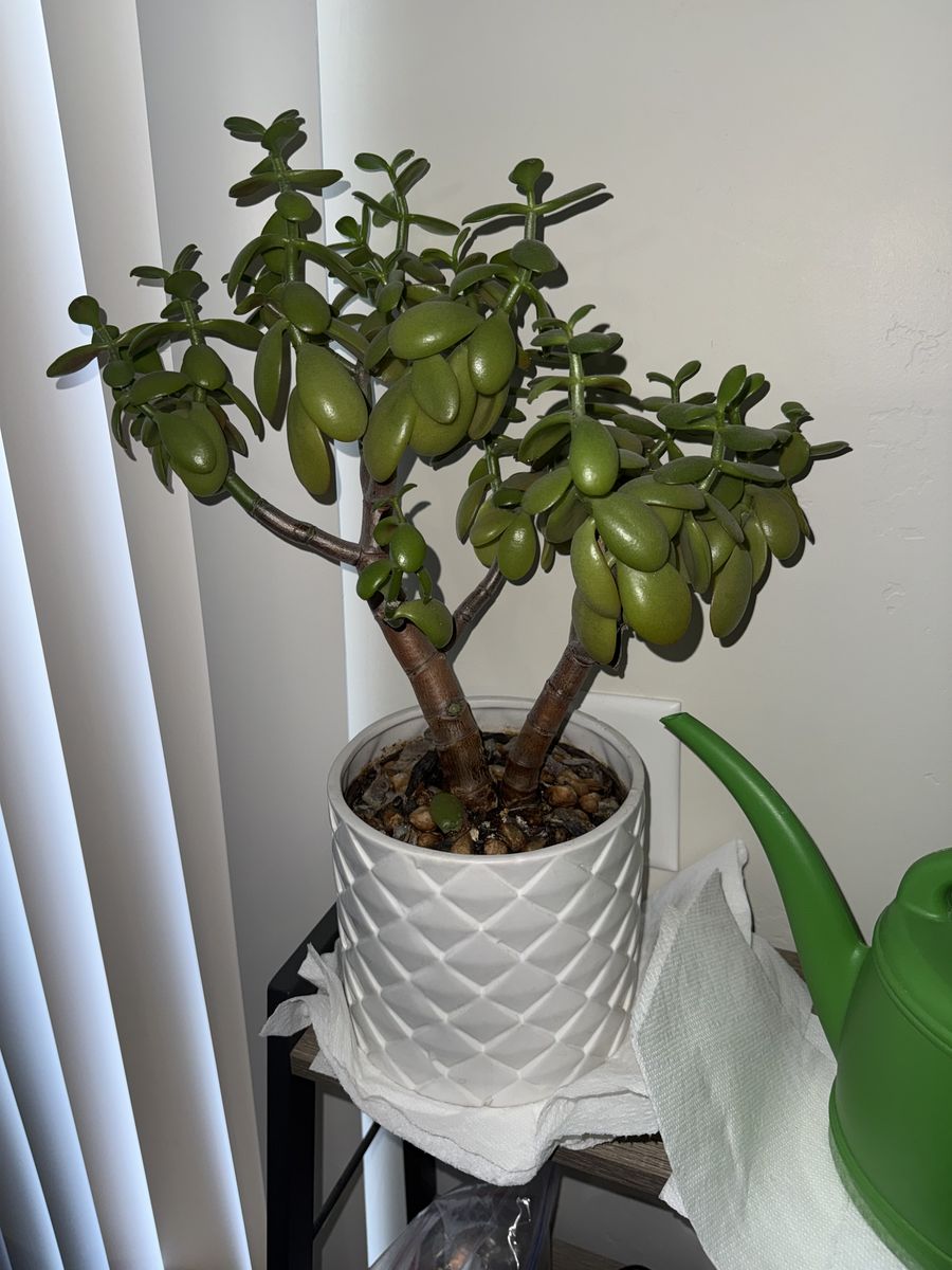 Plant-Succulent, Healthy, Mature