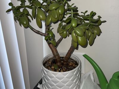 Plant-Succulent, Healthy, Mature