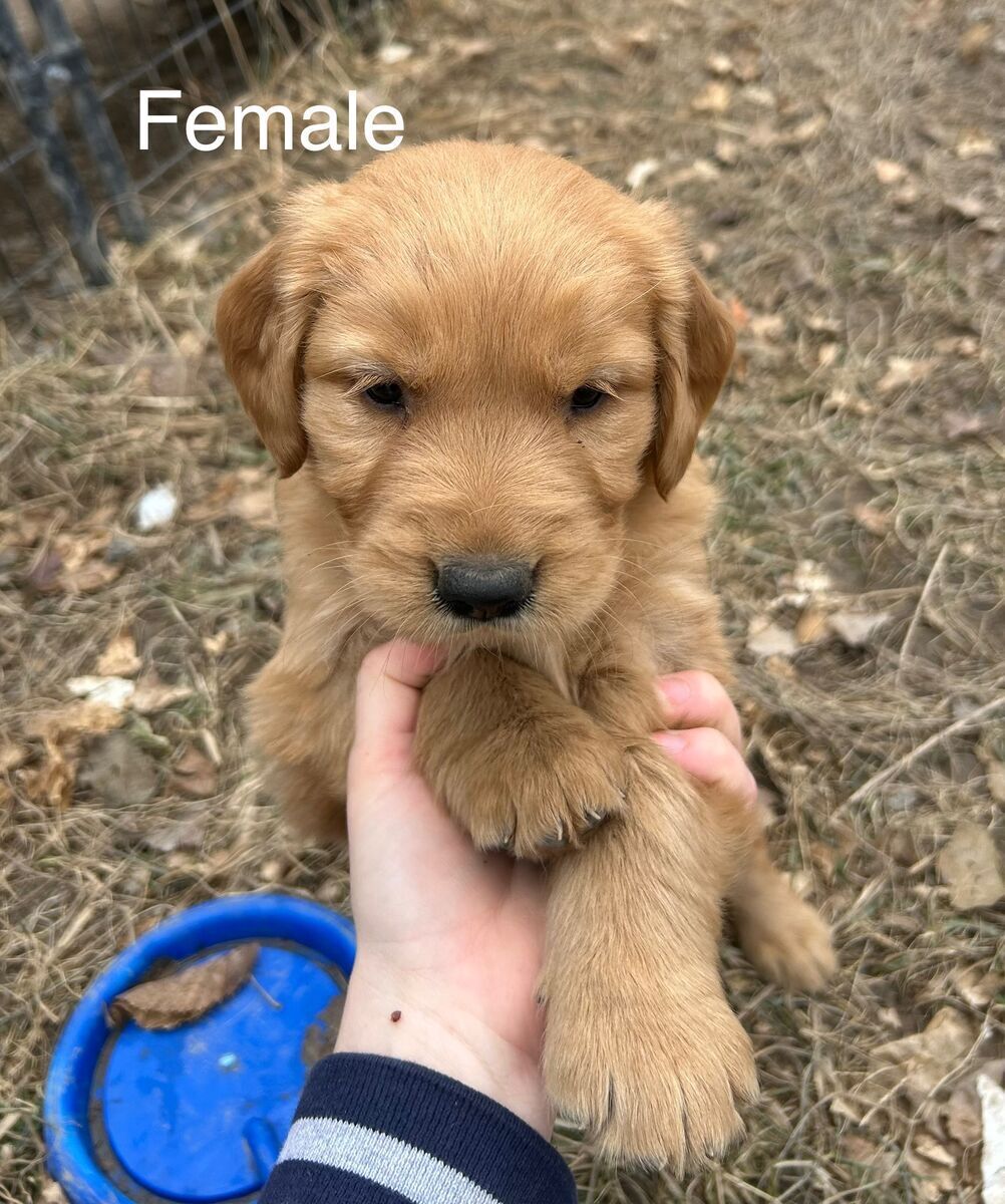 AKC Golden Retriever Puppies