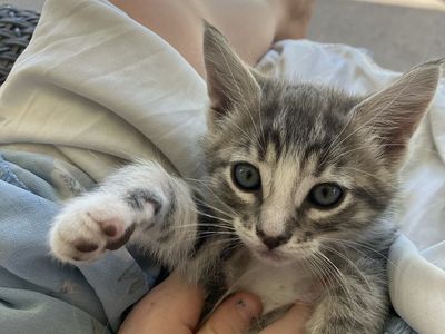 Blue and green eyed Lynx point Siamese/ragdoll mix kittens