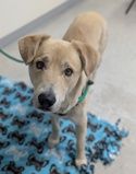 A164023 Jupiter, Available for Adoption