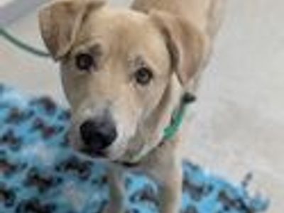 A164023 Jupiter, Available for Adoption