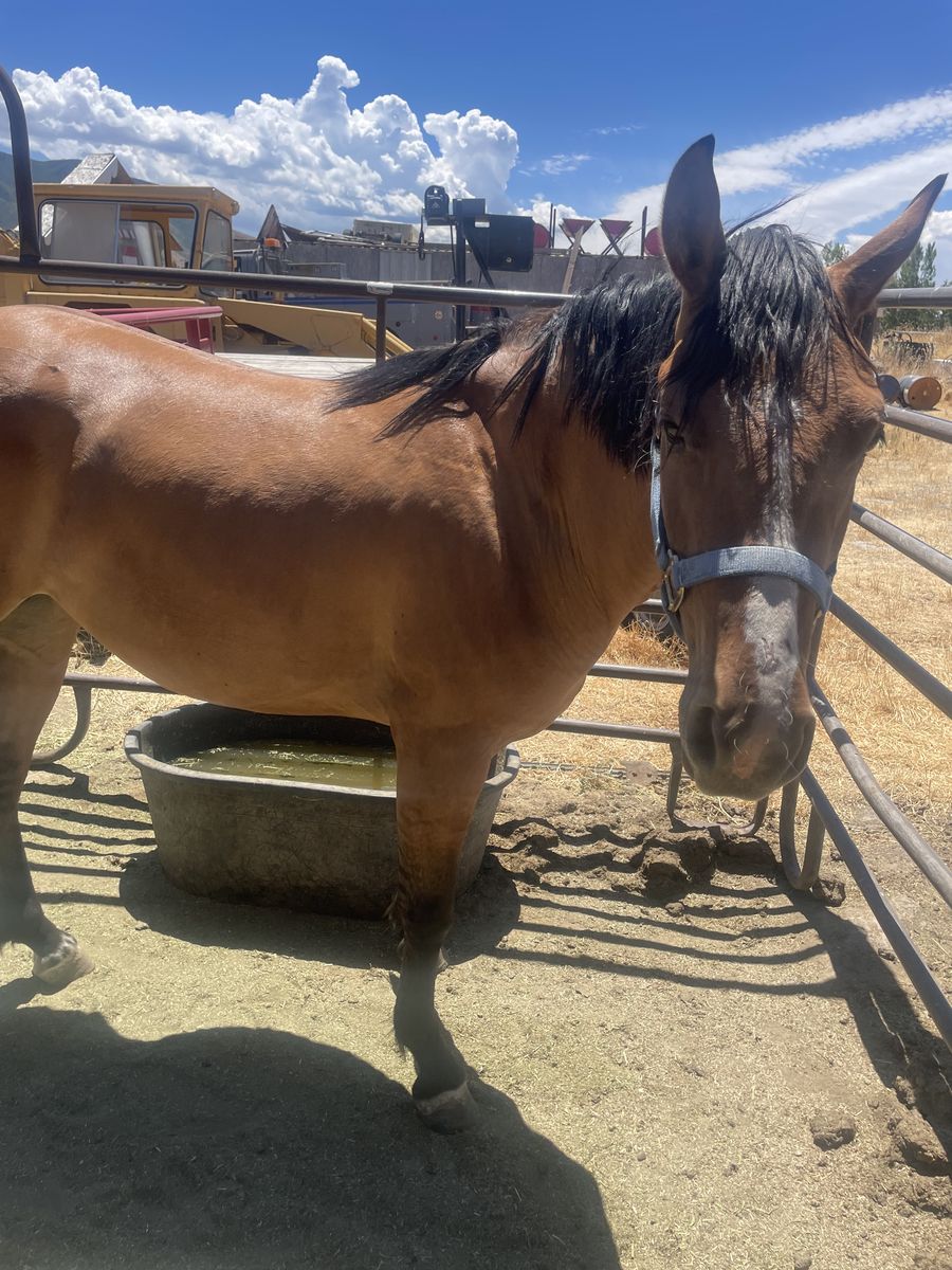 2 YO Dunskin Mare