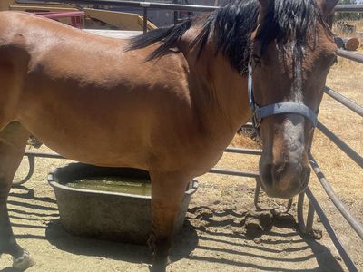2 YO Dunskin Mare