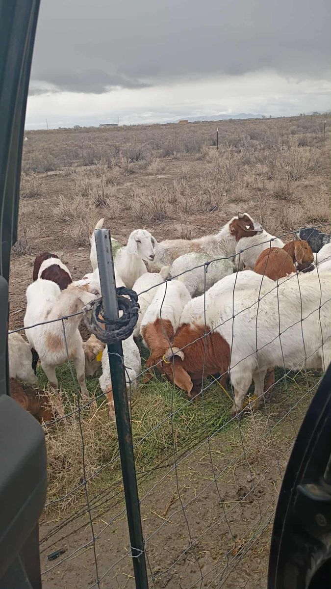 Goats herd