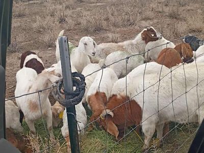 Goats herd