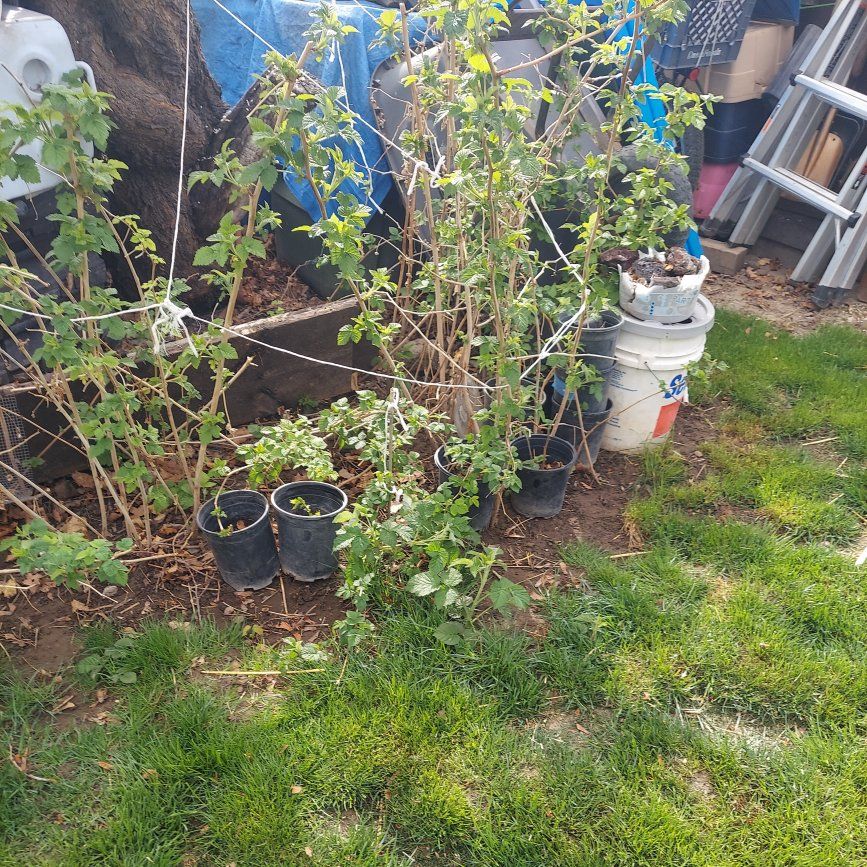 Raspberry plants taking over my yard