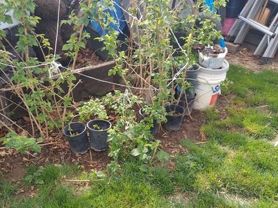 Raspberry plants taking over my yard