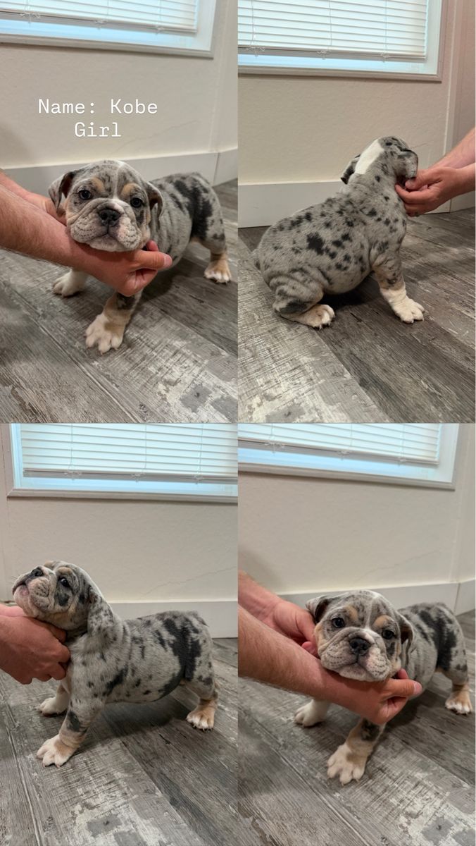 6 English bulldog puppies AKC registered
