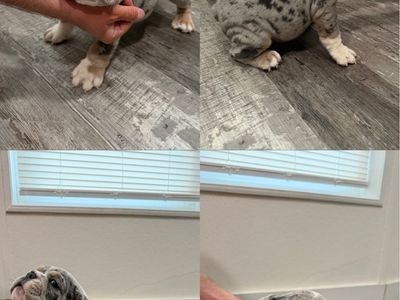 6 English bulldog puppies AKC registered